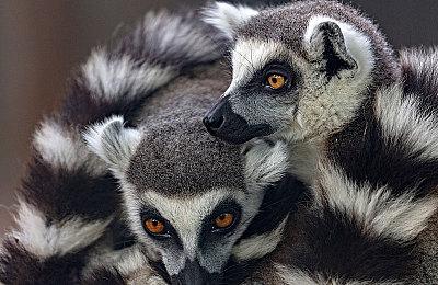 《PUI PUI天竺鼠车车派对》发布电视广告 12月16日上市